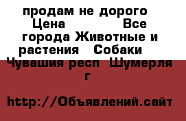 продам не дорого › Цена ­ 10 000 - Все города Животные и растения » Собаки   . Чувашия респ.,Шумерля г.